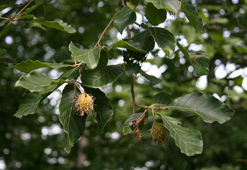 Fagus sylvatica HkG 81004
