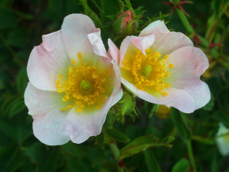 Rosa rubiginosa VkG 1