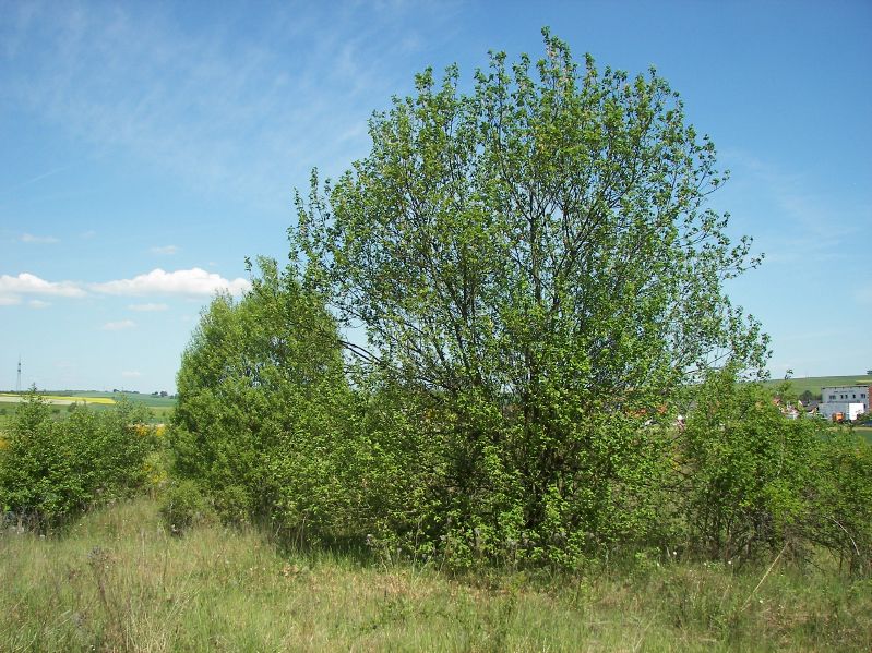 Salix caprea VkG 3
