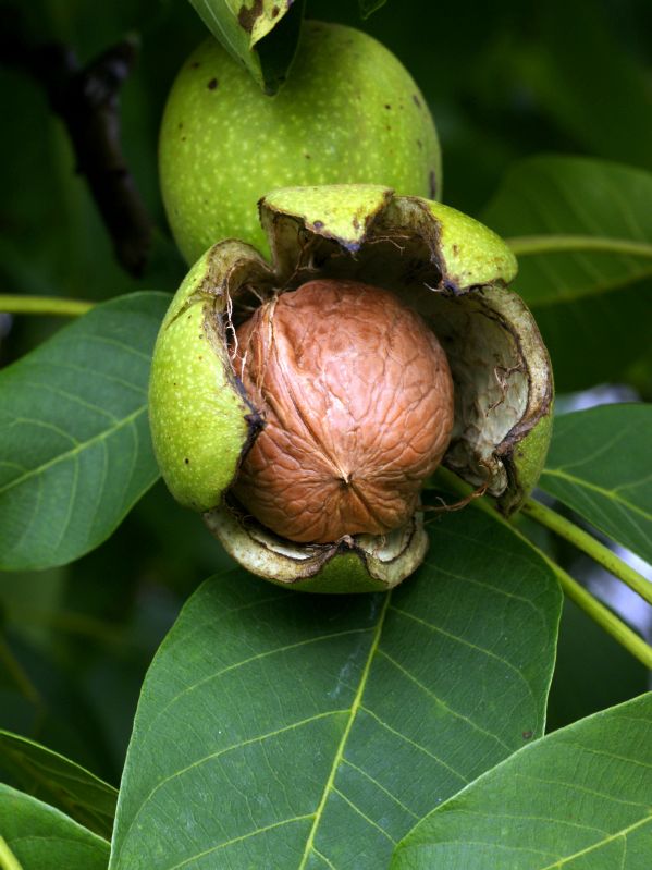 Juglans regia