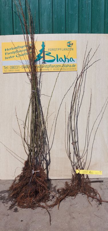 Salix aurita VkG 5