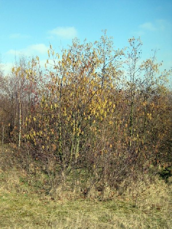 Corylus avellana VkG 5