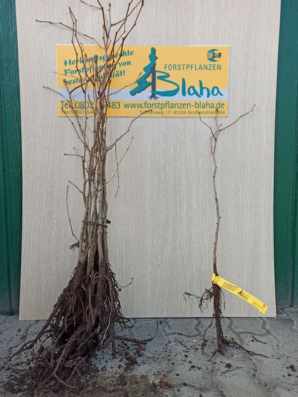 Ginkgo biloba