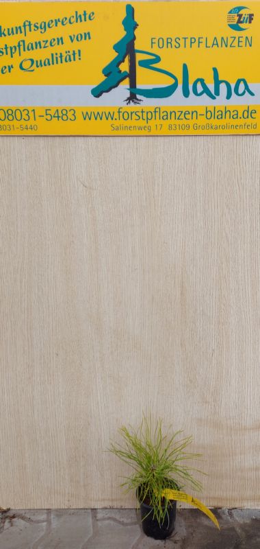 Pinus mugo