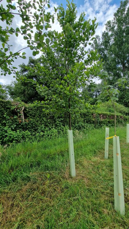 Solitärbaum autochton mB StU