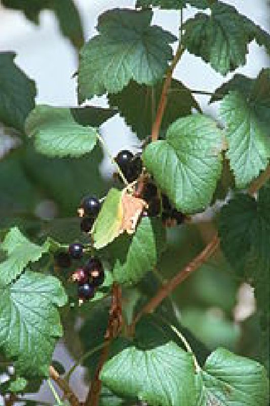 Ribes nigrum VkG 5