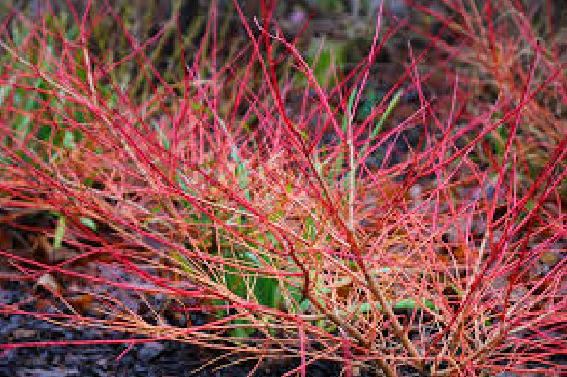 Cornus sanguinea VkG 5