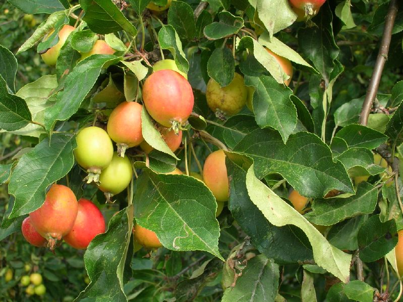 Malus sylvestris VkG 3