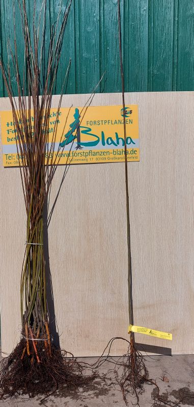 Salix alba VkG 4