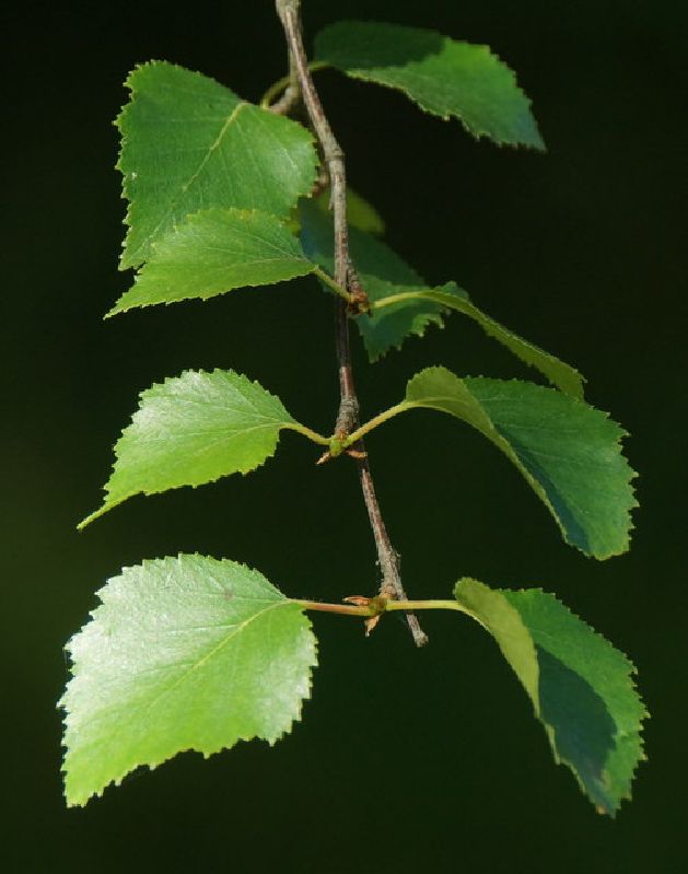 Betula pendula HkG 80403