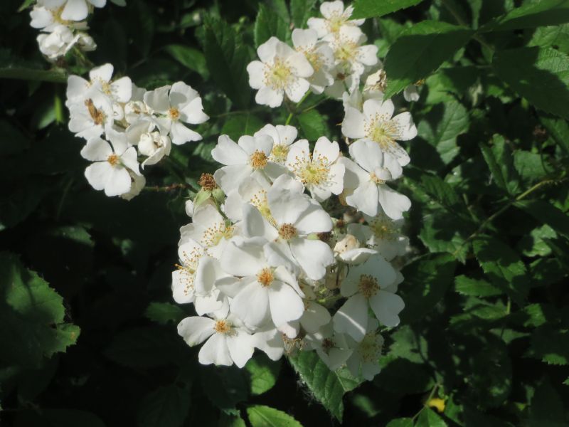 Rosa multiflora