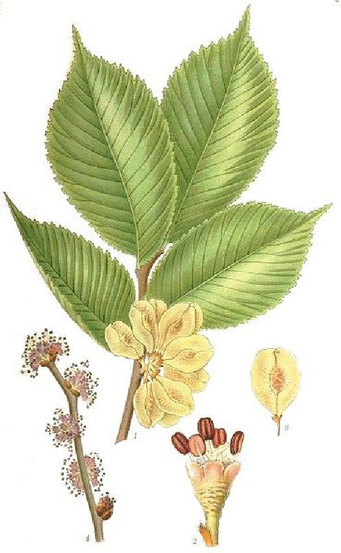 Ulmus carpinifolica VkG 6