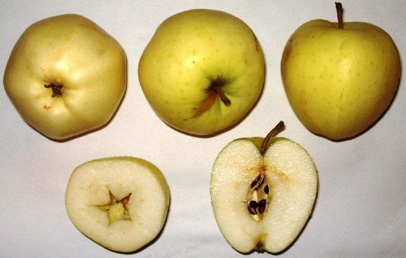 Apfel - Weißer Klarapfel