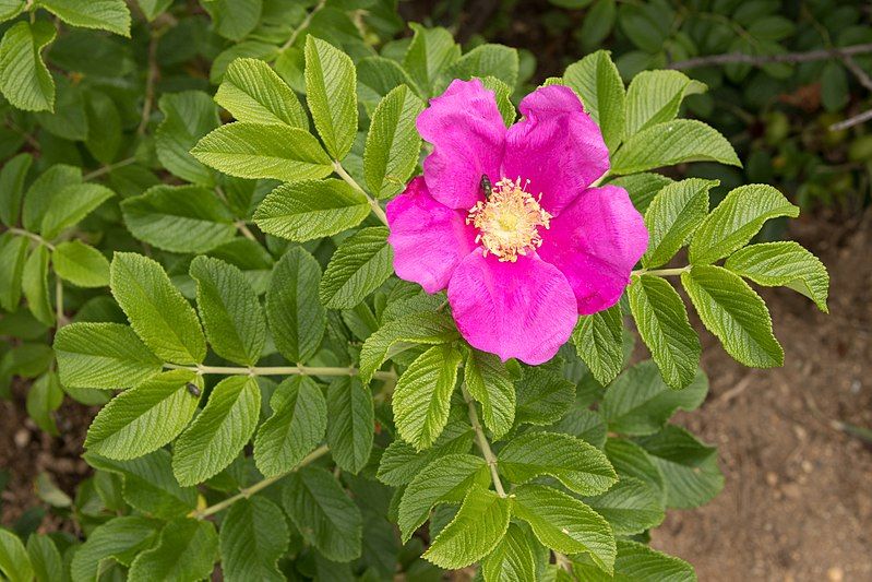 Rosa rugosa