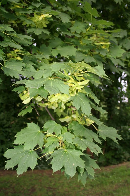 Acer platanoides HkG 80001