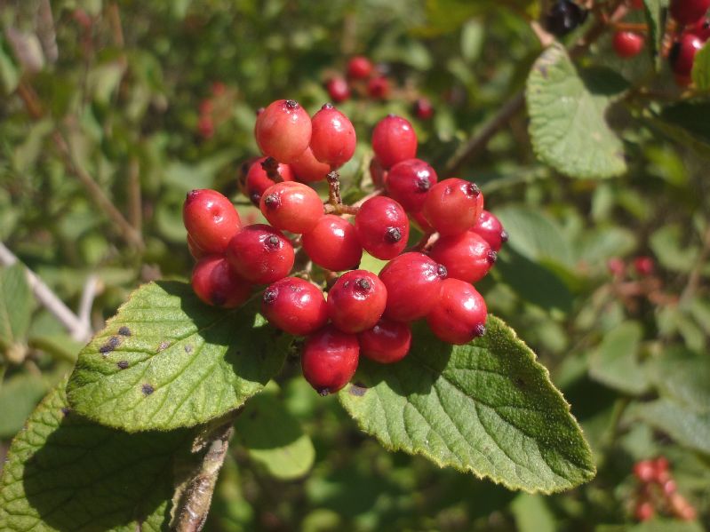 Viburnum lantana VkG 1