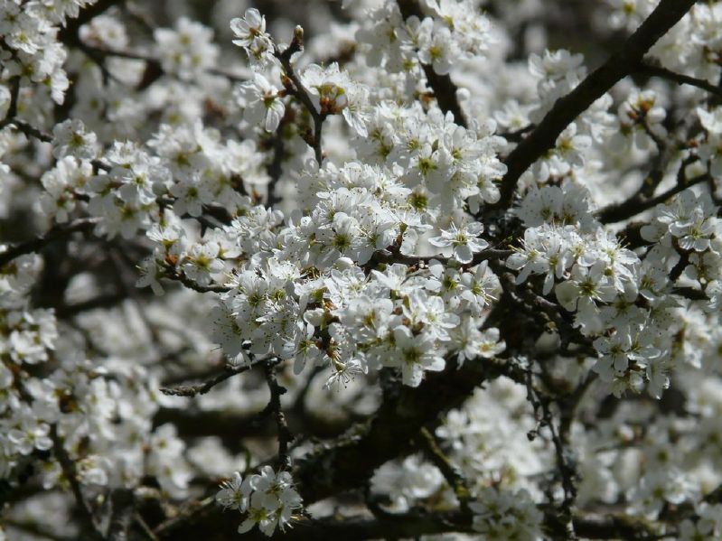 Prunus spinosa VkG 2