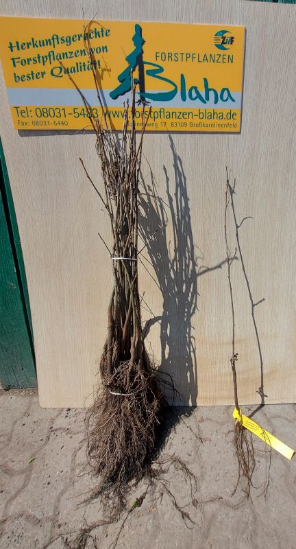 Sorbus domestica VkG 6