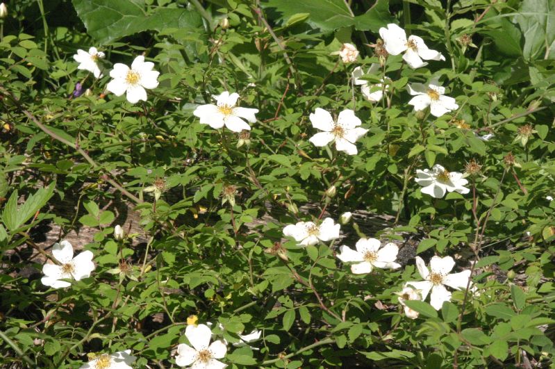Rosa arvensis VkG 1