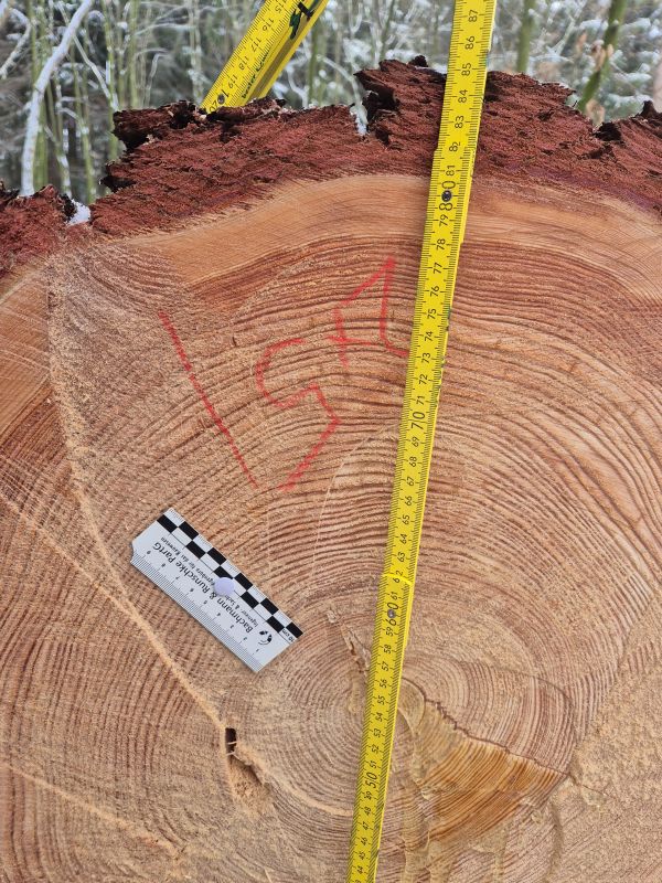Larix russica (Endl.)