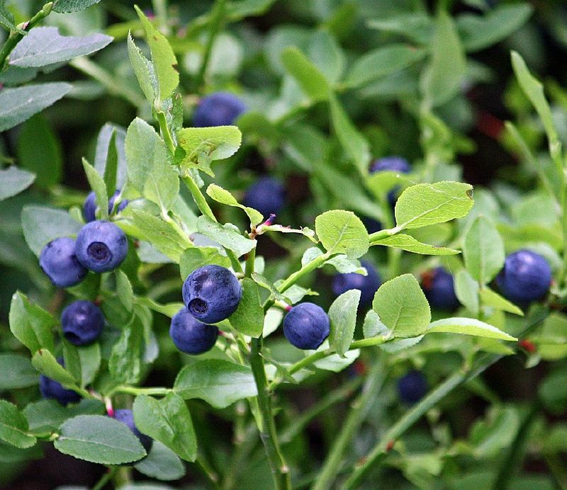 Heidelbeere - Vaccinium