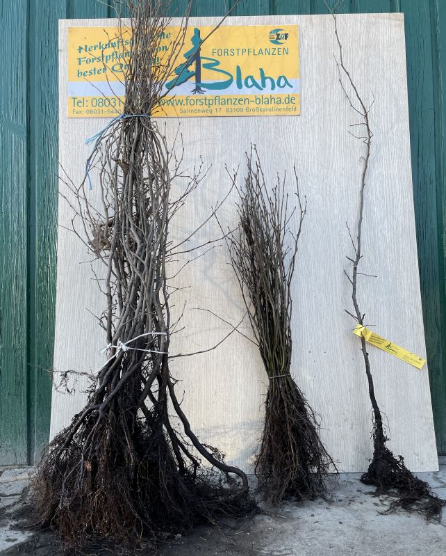 Carpinus betulus HkG 80601