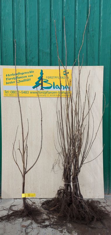 Prunus padus VkG 5