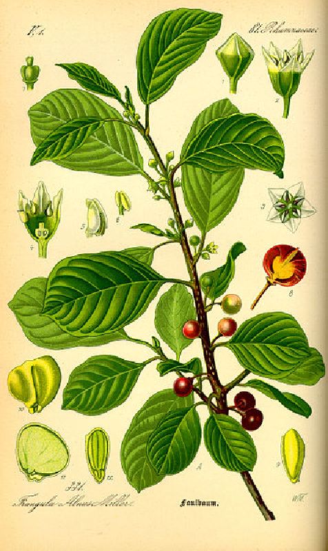 Rhamnus frangula VkG 5
