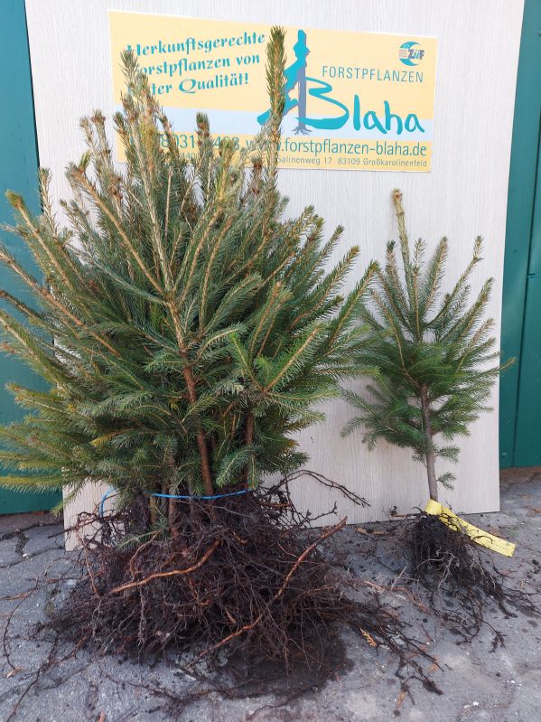Picea abies HkG 84005