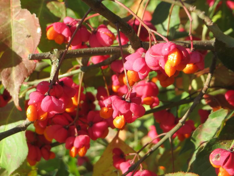 Euonymus europaeus VkG 1
