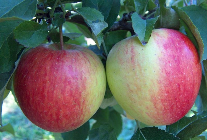 Apfel - Pinova