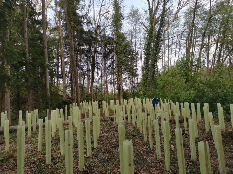 Wuchshülle Kunststoff faltbar