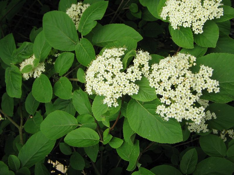 Viburnum lantana VkG 5