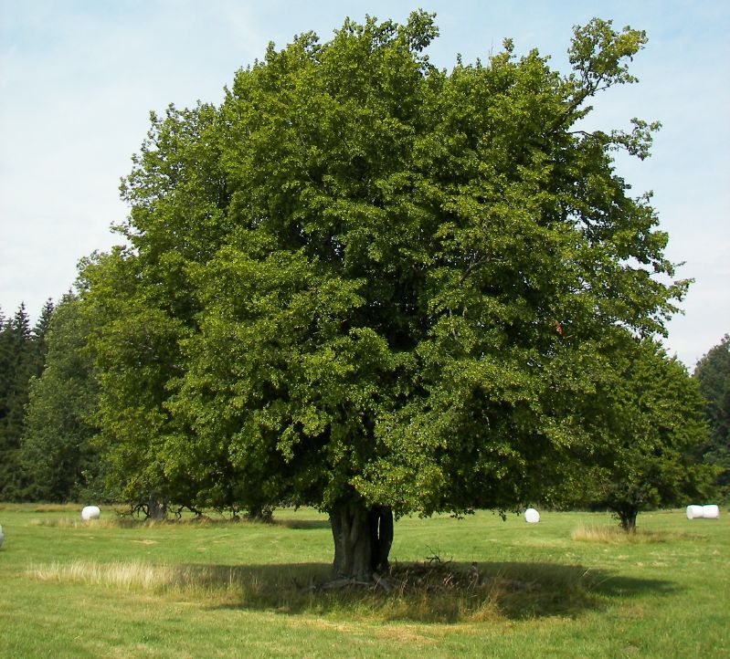 Carpinus betulus HkG 80602