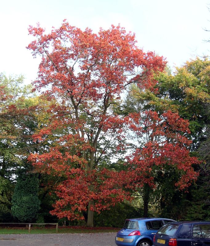 Quercus rubra HkG 81602