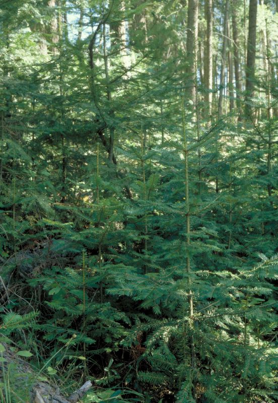 Abies alba HkG 82701