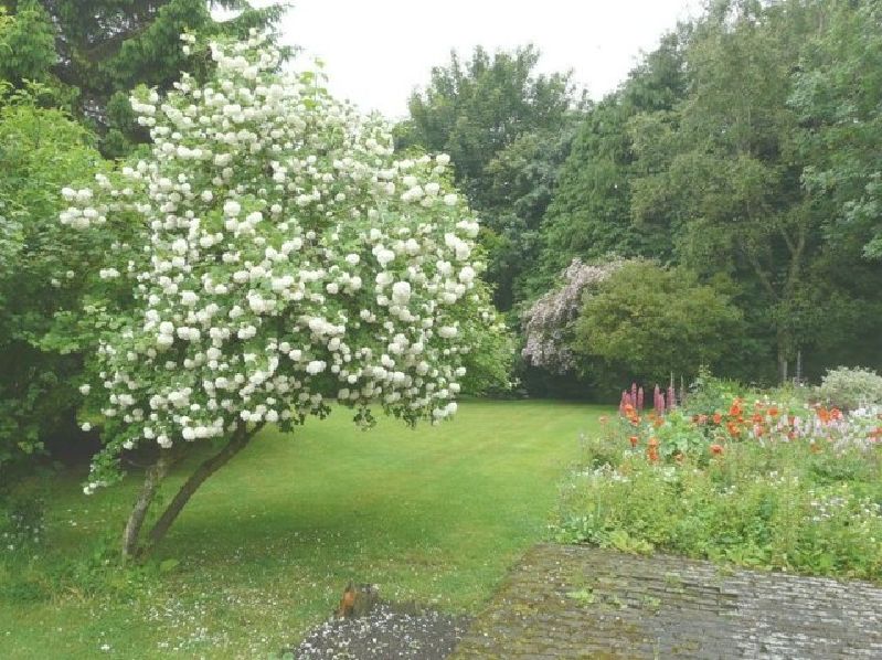 Viburnum opulus VkG 1