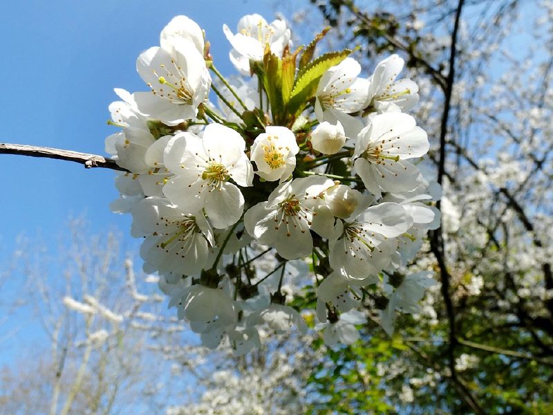 Prunus avium HkG 81404