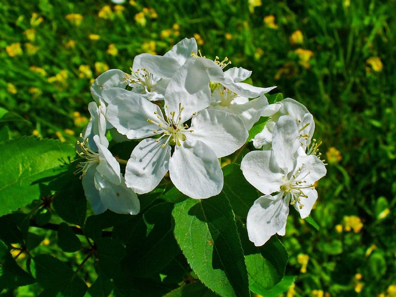 Malus sylvestris VkG 4
