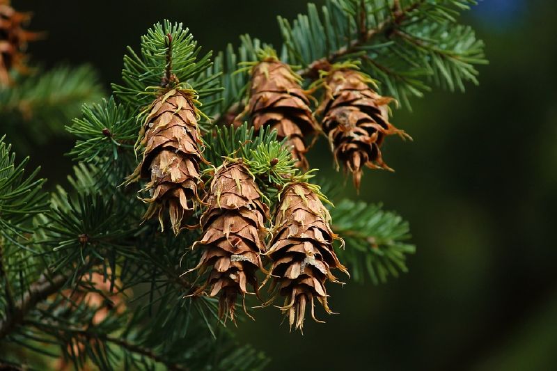 Pseudotsuga menz.virid. HkG 85302