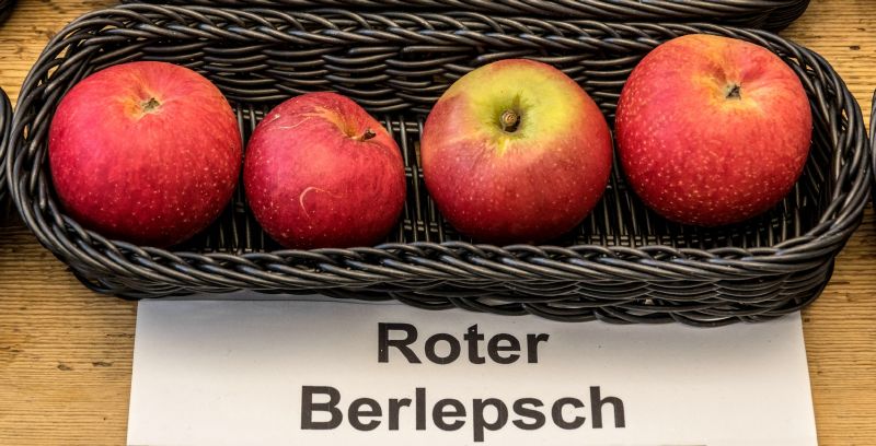 Apfel - Roter Berlepsch