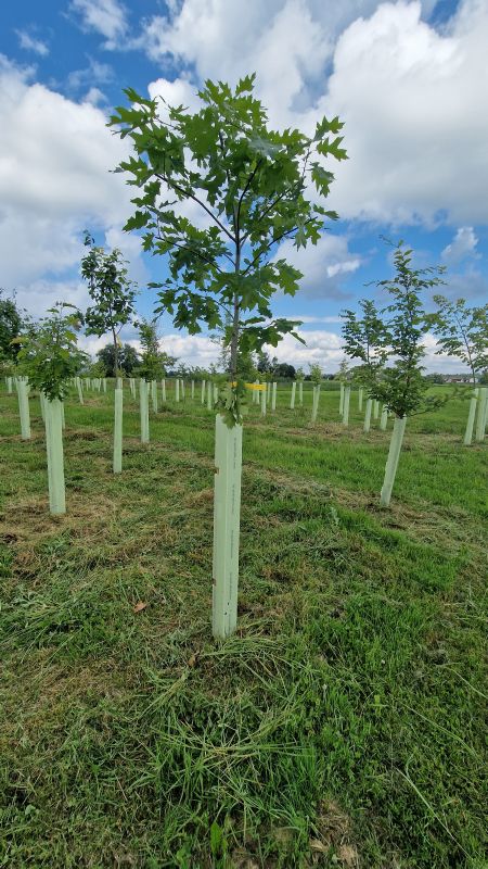Solitärbaum autochton mB StU