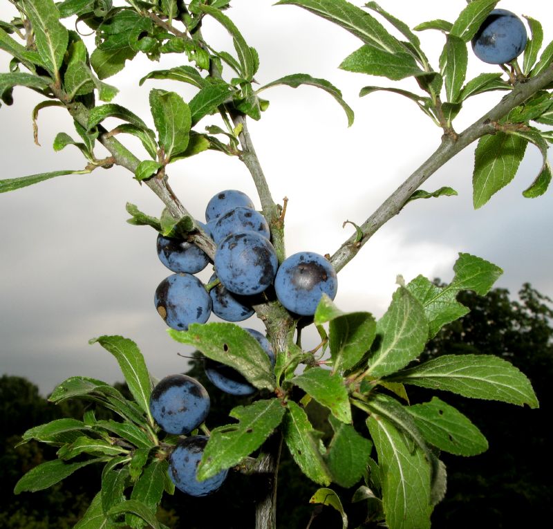 Prunus spinosa VkG 1