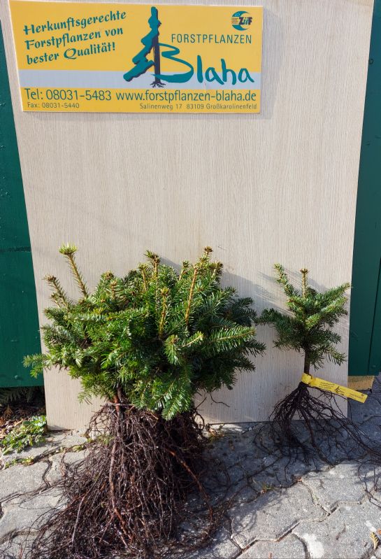 Abies nordmanniana