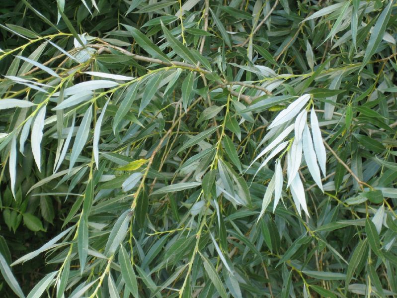 Salix alba VkG 1