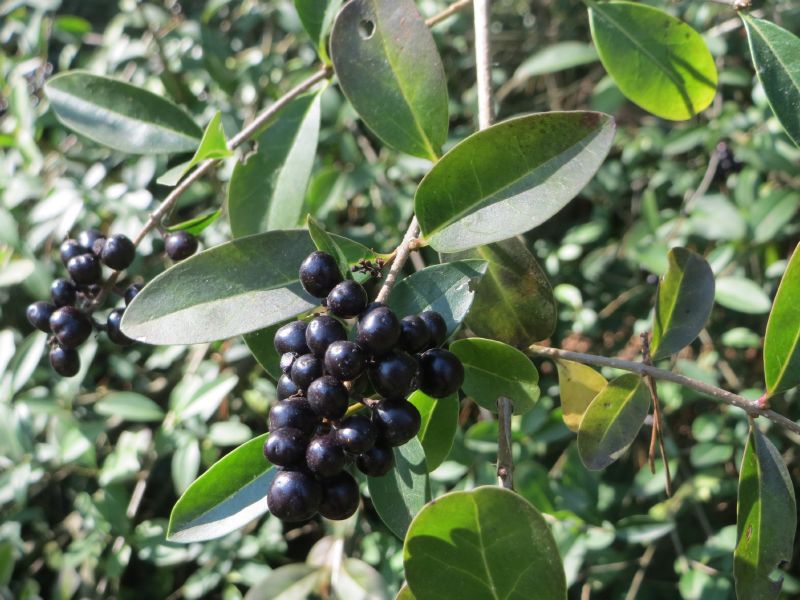 Ligustrum vulgare Vkg 2