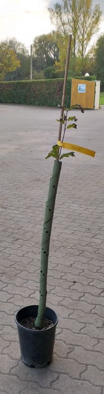Fegeschutzspiralen