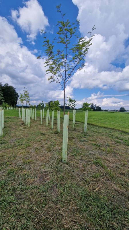 Solitärbaum autochton mB StU