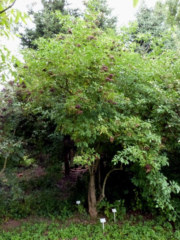 Sambucus nigra VkG 4