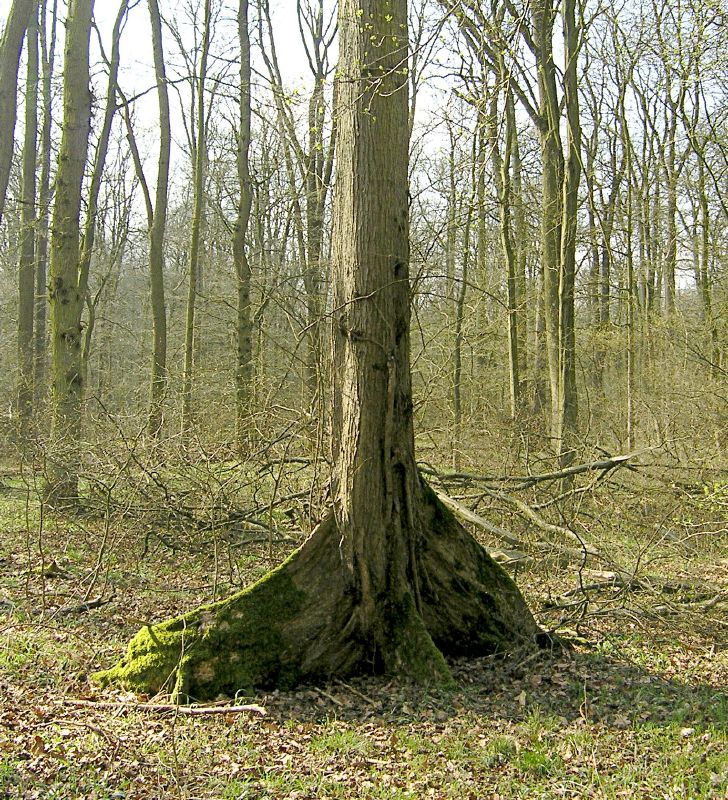 Ulmus laevis VkG 3